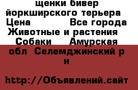 щенки бивер йоркширского терьера › Цена ­ 8 000 - Все города Животные и растения » Собаки   . Амурская обл.,Селемджинский р-н